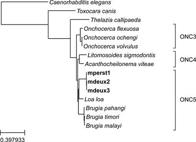 Whole genome analysis of two sympatric human Mansonella: Mansonella perstans and Mansonella sp “DEUX”